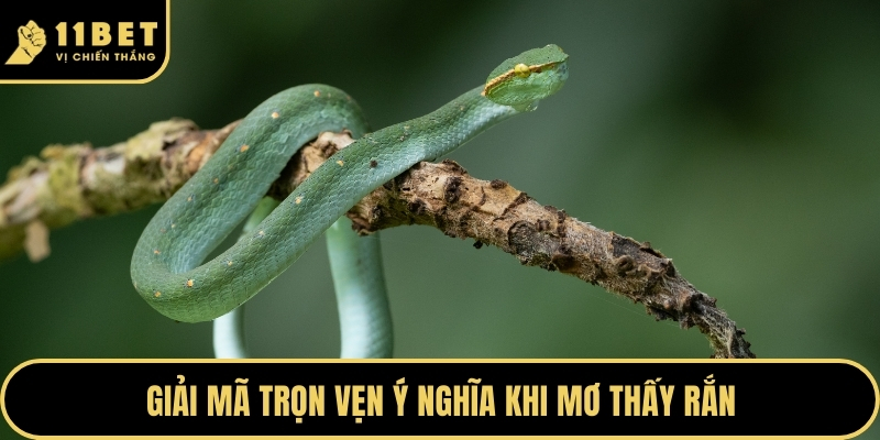 Giải mã trọn vẹn ý nghĩa khi mơ thấy rắn